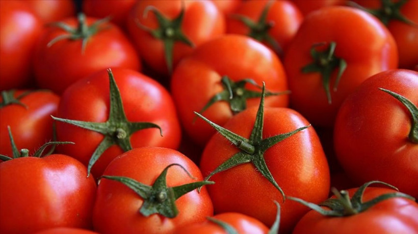 Tarımı ve sağlığı tehdit eden virüslü domates tohumları gümrükte yakalandı