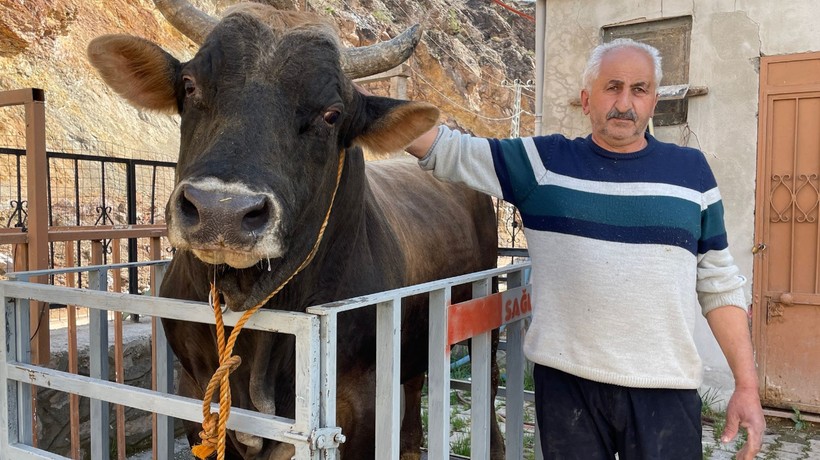 Artvin Yusufeli'nde güreşe hazırlanan boğalar