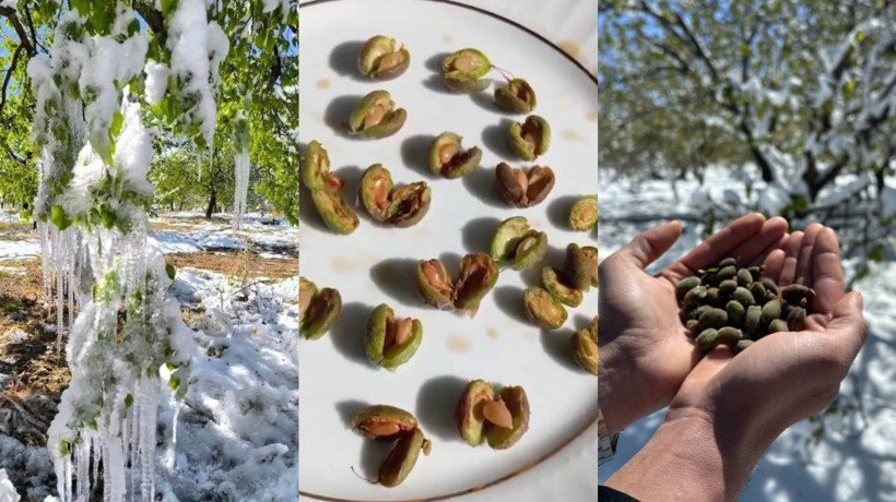 Kar yağışı Malatya'da üreticiyi perişan etti: Kayısının tamamını kaybettik