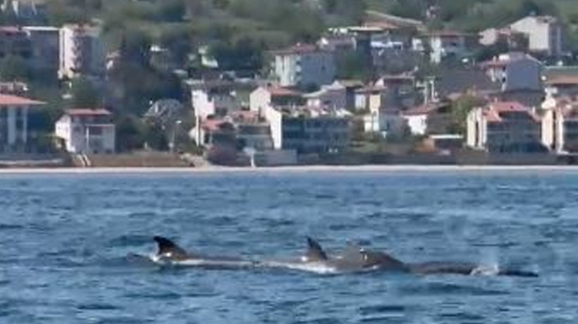 Tekirdağ'da yunus sürüsü görüntülendi🐬