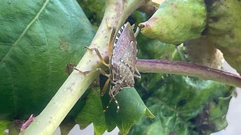 Bursa'da kahverengi kokarca çiftçinin kabusu oldu! Dut, erik ve kirazlarda zarar büyük🍒