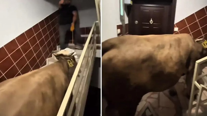 İbadet değil eziyet! Kurbanlık danayı merdivenlerden beşinci kata çıkarmaya çalıştılar