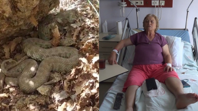 Tunceli'de koca engerek yılanı bir kadını ısırdı