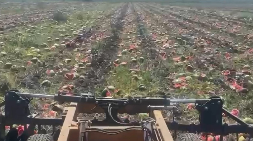 Adana'da karpuzun fiyatı 1 TL'ye kadar düştü! İsyan eden çiftçi ürünü yere atıp parçaladı