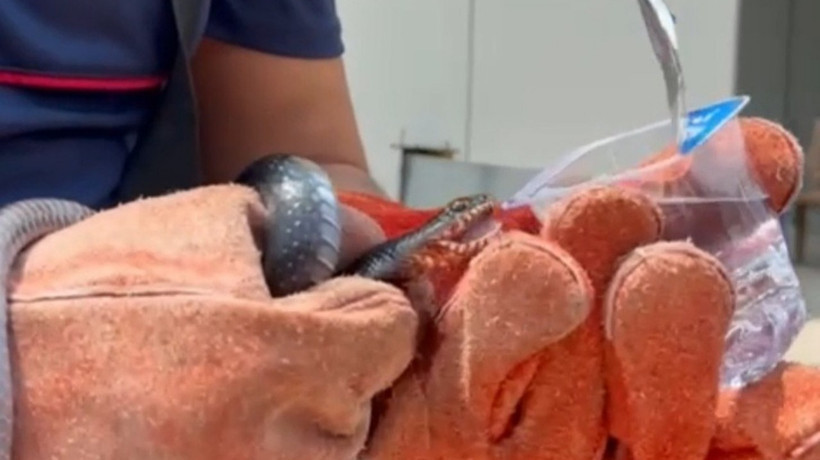 İtfaiye eri, yakaladığı yılana su içirdi