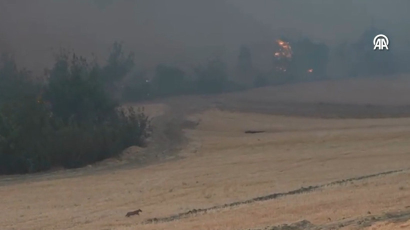 Bilecik Kızılöz Köyü'nde alevlerden kaçan tilki görüntülendi