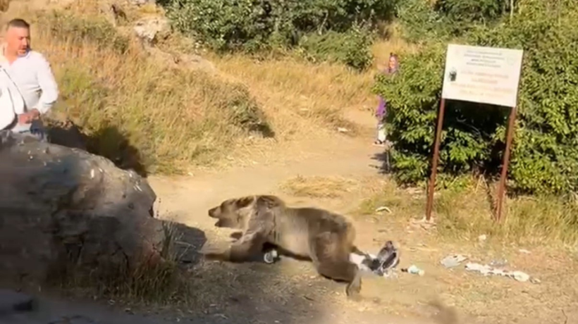 Kucağında bebekle ayı saldırısına uğradı