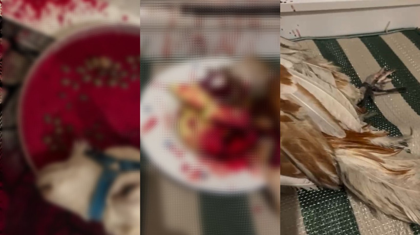 Şaman ayini için evinde keçi ve horoz kesen şüpheli tutuklandı
