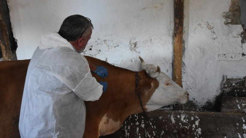 Gümüşhane'de Şap Hastalığıyla Mücadele Devam Ediyor