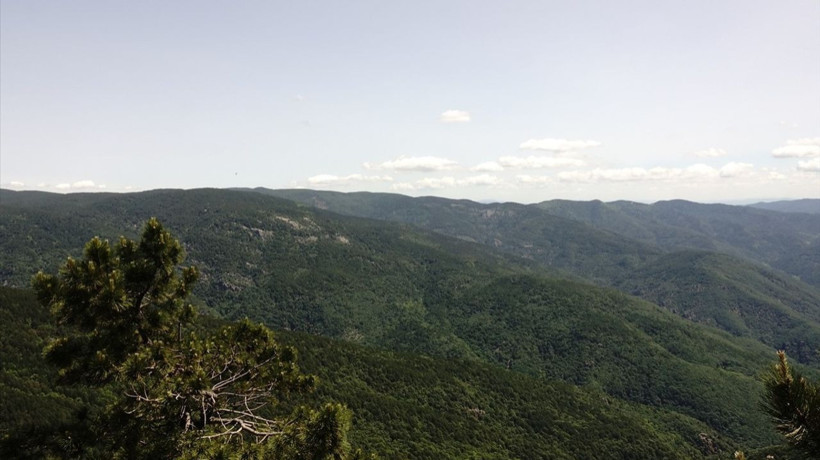 Kazdağları'nın Eşsiz Bitki Zenginliği