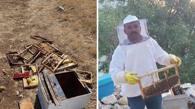 Kahramanmaraş'ta ayı kovanları parçaladı! 100 bin TL'lik zarara uğrattı