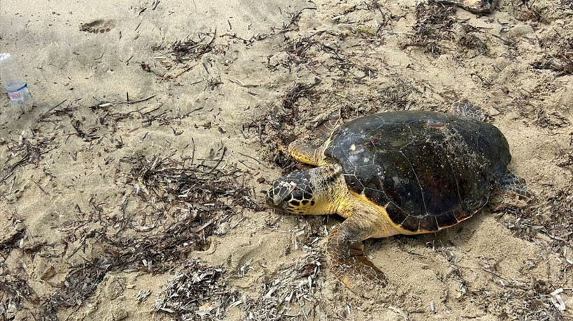 Edirne'de Yaralı Caretta Caretta Tedavi Altına Alındı