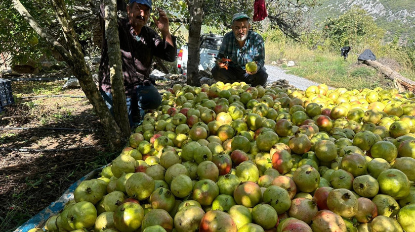 Antalya’da coğrafi işaretli çekirdeksiz narın hasadı başladı