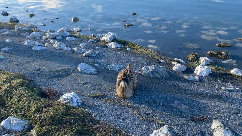 Eğirdir Gölü'nde yaralı bulunan Güney Amerika balabanı koruma altına alındı