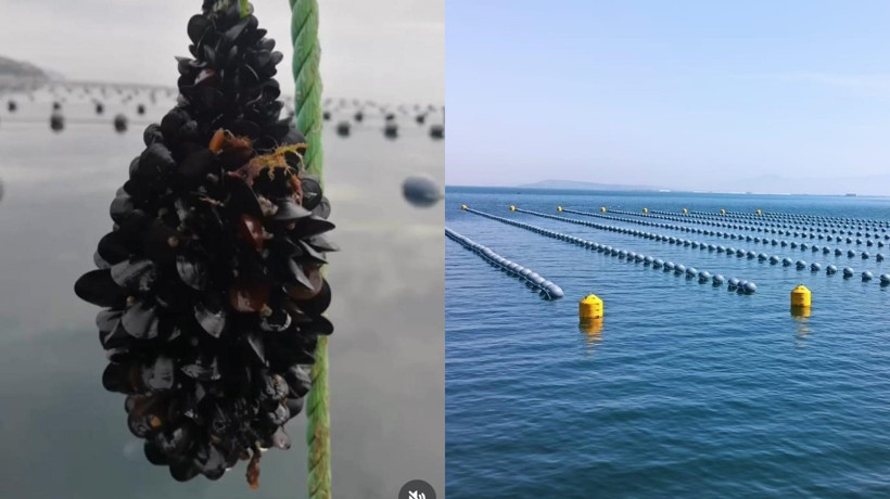 İstanbul'daki gıda zehirlenmesi ve kaçak midye gerçeği