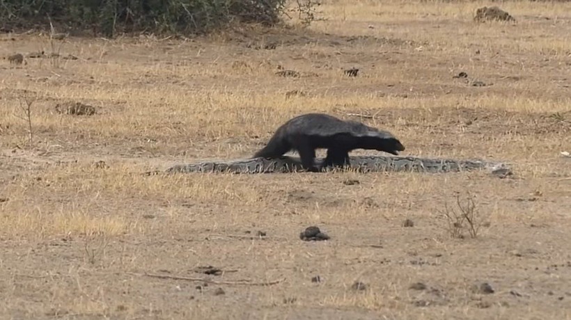Bal porsuğu, piton ve çakal! Vahşi doğada eşine az rastlanır yaşam mücadelesi! Tam her şey bitti derken... - Resim: 34