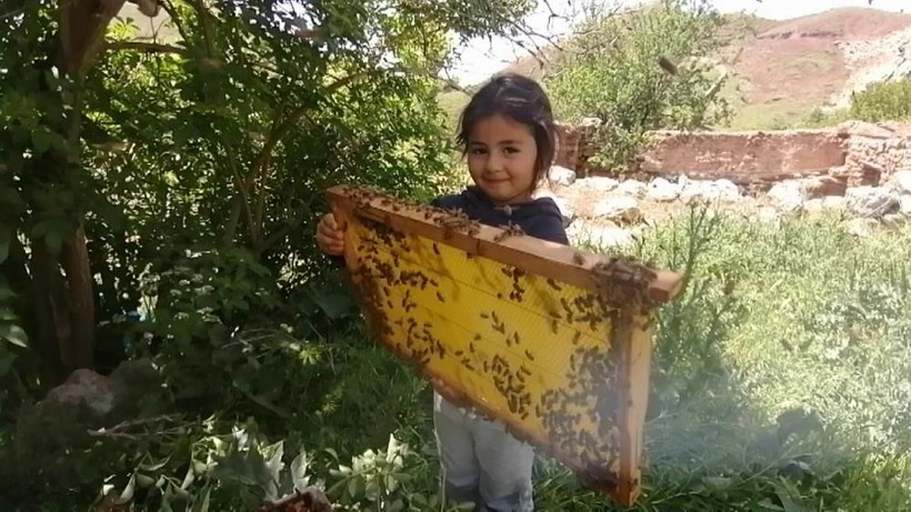 Sivaslı 5 yaşındaki Hira arıları çıplak elle avuçluyor, ata biniyor, süt sağıyor - Resim: 1