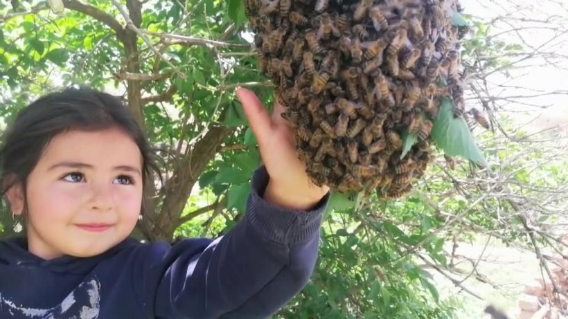 Sivaslı 5 yaşındaki Hira arıları çıplak elle avuçluyor, ata biniyor, süt sağıyor - Resim: 2