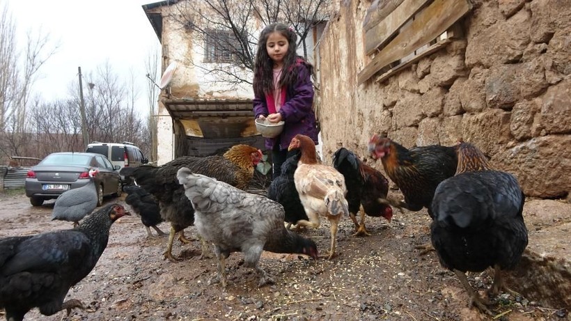 Sivaslı 5 yaşındaki Hira arıları çıplak elle avuçluyor, ata biniyor, süt sağıyor - Resim: 4