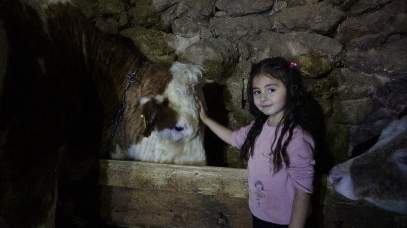 Sivaslı 5 yaşındaki Hira arıları çıplak elle avuçluyor, ata biniyor, süt sağıyor - Resim: 5