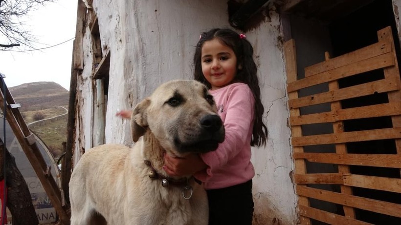 Sivaslı 5 yaşındaki Hira arıları çıplak elle avuçluyor, ata biniyor, süt sağıyor - Resim: 6