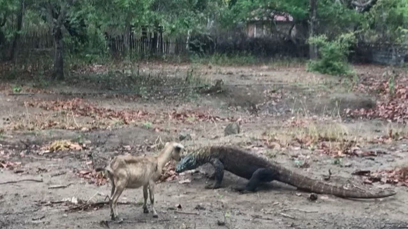 Komodo ejderinin keçi avı kamerada! Dehşete düşüren görüntü - Resim: 1