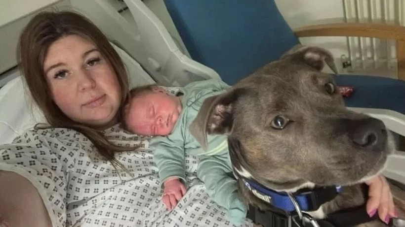 İngiltere'de bir köpek sahibi doğum yaptığı sırada ona eşlik etti - Resim: 2