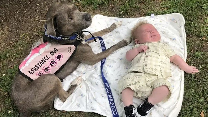 İngiltere'de bir köpek sahibi doğum yaptığı sırada ona eşlik etti - Resim: 3
