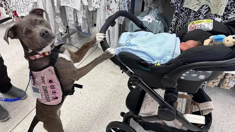 İngiltere'de bir köpek sahibi doğum yaptığı sırada ona eşlik etti - Resim: 4