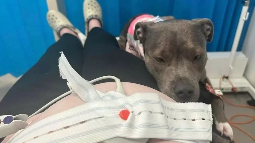 İngiltere'de bir köpek sahibi doğum yaptığı sırada ona eşlik etti - Resim: 5