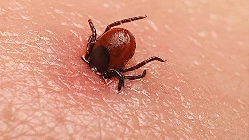 Havalar ısındı keneler ortaya çıkmaya başladı! Uzmanlar uyarıyor - Resim: 1