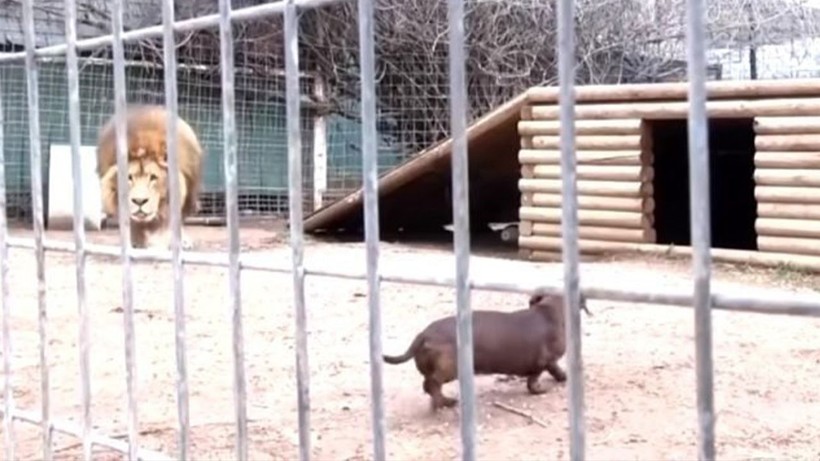 Aslan kafesine köpek bırakılırsa ne olur? Ziyaretçiler korku dolu gözlerle o anları izledi - Resim: 1