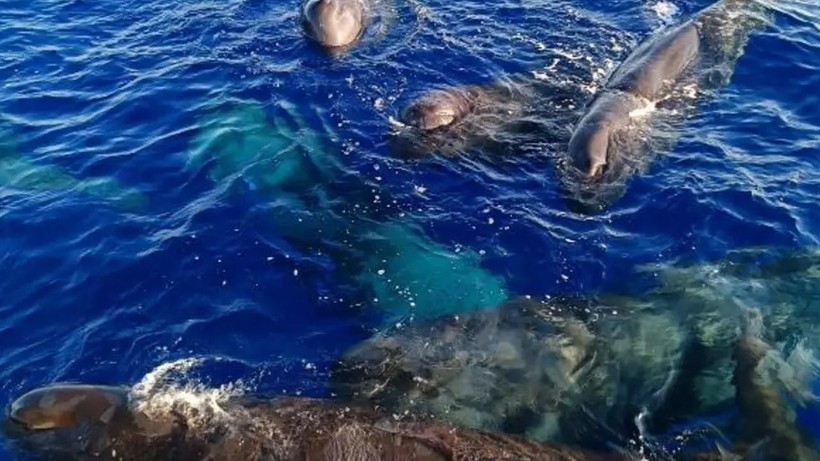 Boyları 20 metreyi ağırlıkları 57 tonu bulabiliyor! Fethiye ve Kaş açıklarında görüntülendi! Uzmanlar vatandaşları uyarıyor - Resim: 1
