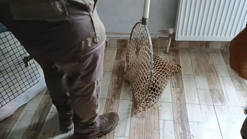 "Şakir" Bursa'yı karıştırdı! 5 gündür evlere giren makak maymunu yakalandı - Resim: 10