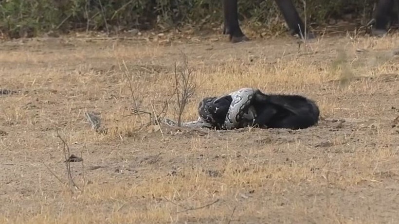 Bal porsuğu, piton ve çakal! Vahşi doğada eşine az rastlanır yaşam mücadelesi! Tam her şey bitti derken... - Resim: 1
