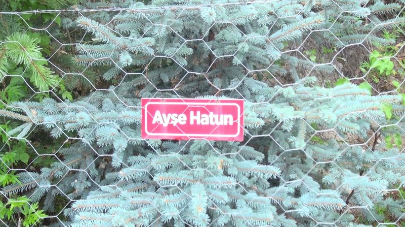 Hayatını kaybeden kadınların isimlerini verip ağaç dikiyor! - Resim: 2