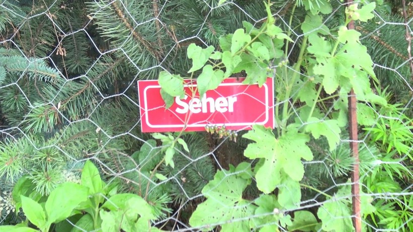 Hayatını kaybeden kadınların isimlerini verip ağaç dikiyor! - Resim: 3