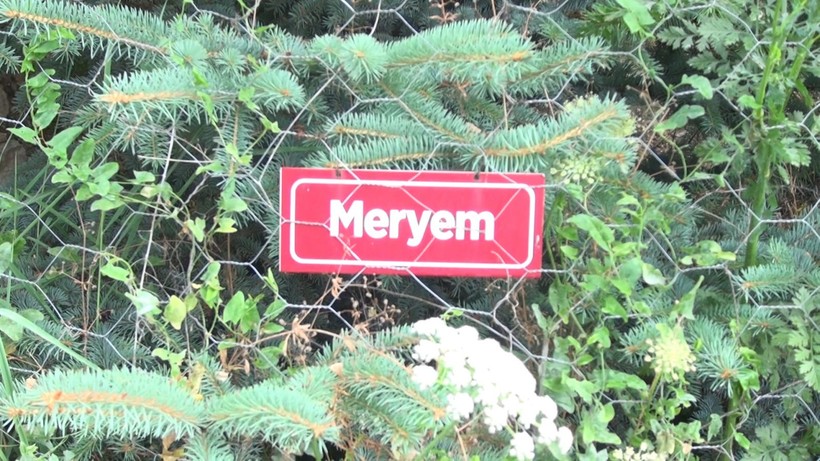 Hayatını kaybeden kadınların isimlerini verip ağaç dikiyor! - Resim: 4