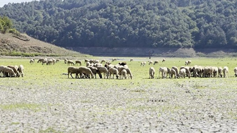 İstanbul için kuraklık alarmı verildi! Kemerburgaz Kent Ormanı'nda keçiler otlamaya başladı - Resim: 5