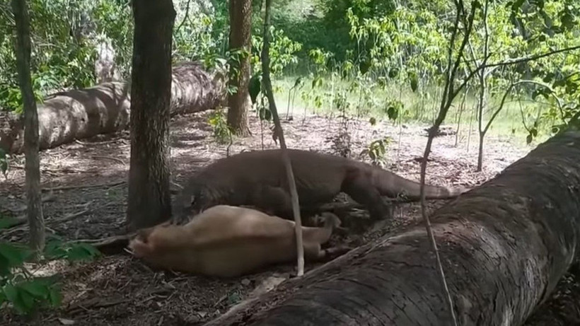 Komodo ejderi hamile geyiği yavrusuyla birlikte canlı canlı yedi! Vahşi doğanın korkunç yüzü kameralara yansıdı - Resim: 1