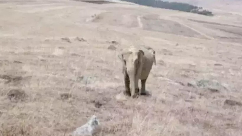 Ardahan’da fil alarmı! Jandarma arazide her yerde arıyordu | Valilikten açıklama geldi - Resim: 1