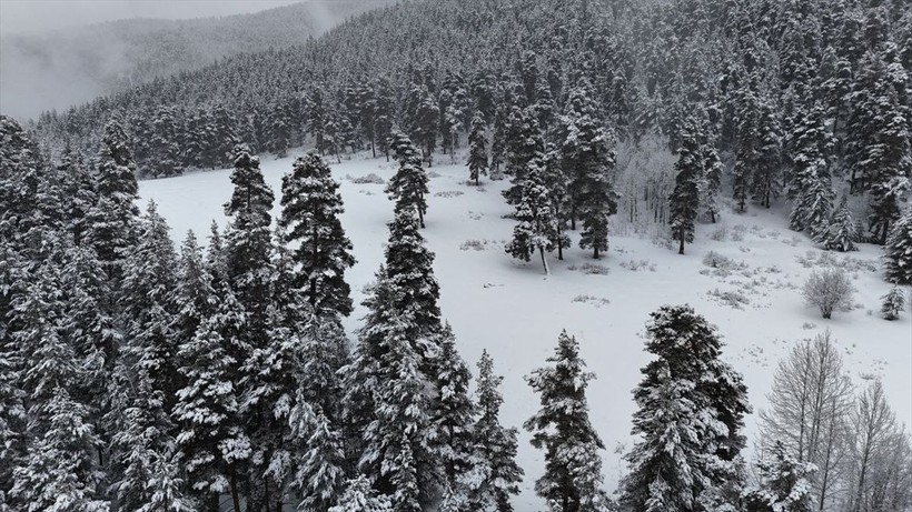 Erzurum'da karın kalınlığına ağaç dalları dayanamadı - Resim: 3