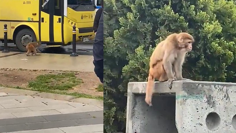 Fatih'te başıboş maymun paniği! Gören telefona sarıldı - Resim: 1