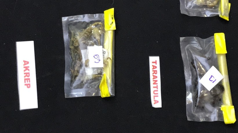 ABD'li müze müdürü tarantula ve akrep kaçakçılığı yaparken İstanbul Havalimanı'nda yakalandı - Resim: 6
