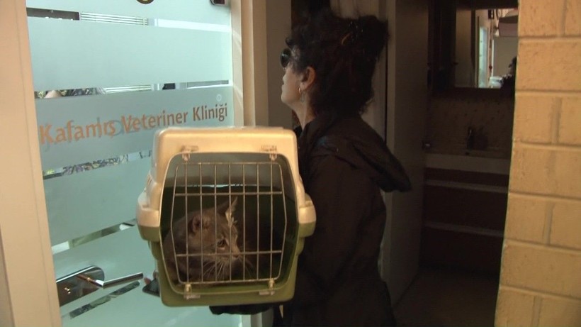 Kadıköy’de hayvan katliamı: Köpek ve kedileri zehirlediler! - Resim: 2