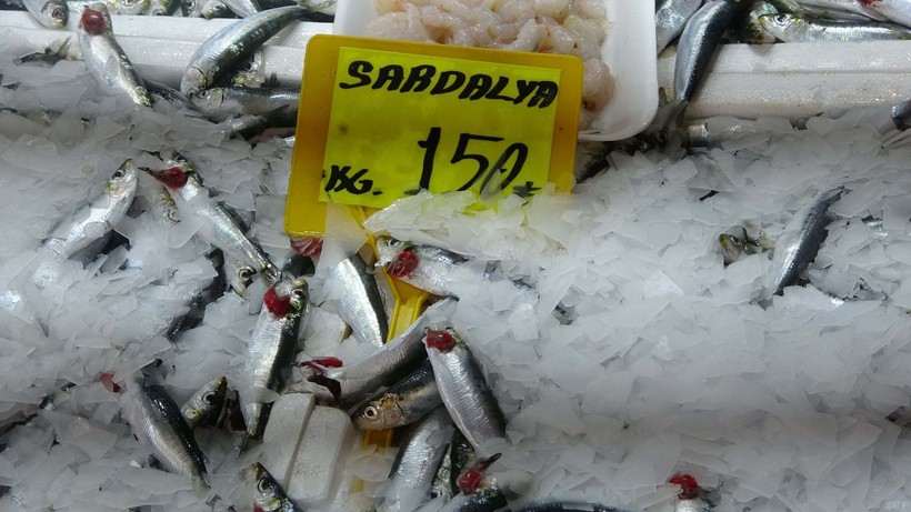 Çanakkale'de av sezonu açıldı; palamut bereketiyle geldi - Resim: 6