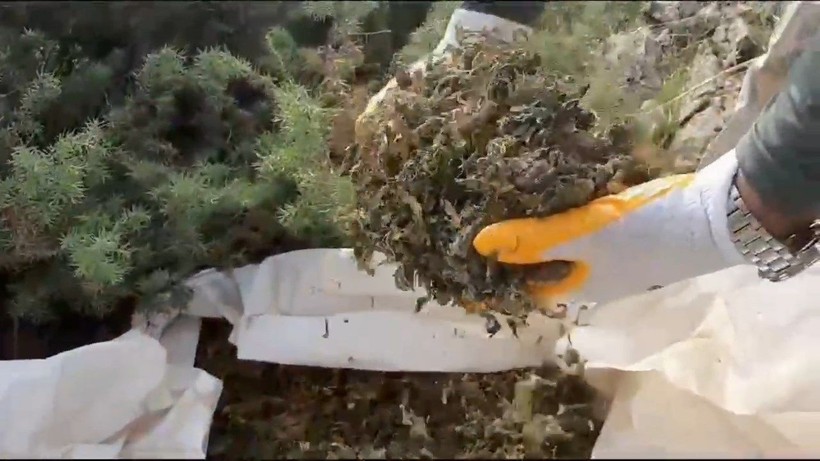 Diyarbakır'da dev operasyon: 15 milyon 882 bin kök kenevir ile 2,5 ton esrar ele geçirildi - Resim: 2