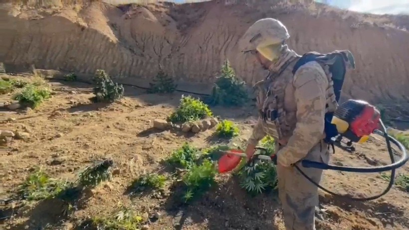 Diyarbakır'da dev operasyon: 15 milyon 882 bin kök kenevir ile 2,5 ton esrar ele geçirildi - Resim: 6