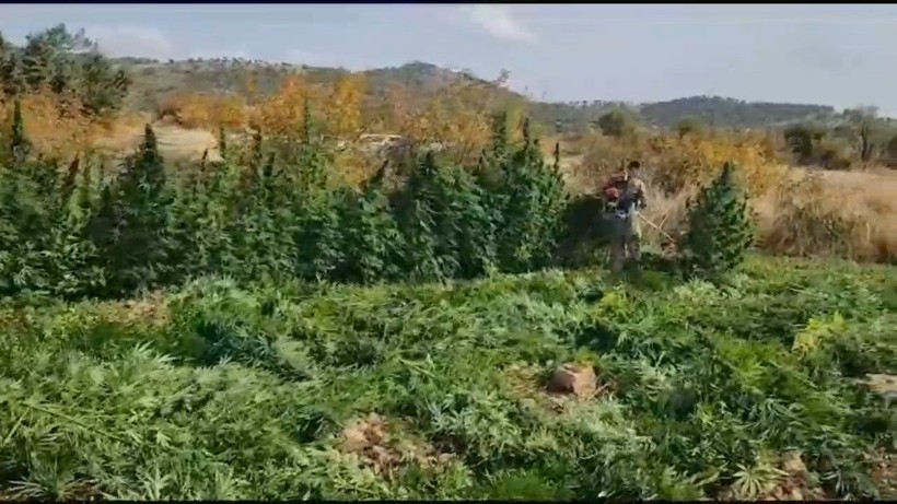 Diyarbakır'da dev operasyon: 15 milyon 882 bin kök kenevir ile 2,5 ton esrar ele geçirildi - Resim: 5
