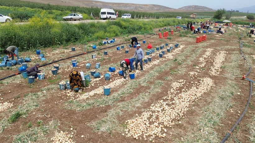 Markette 20-30 TL olan soğan tarlada ne kadar? - Resim: 10